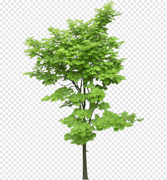 Дерево клен на прозрачном фоне
