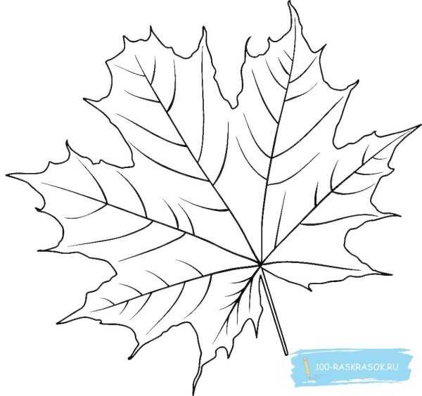 Кленовый листок раскраска для детей