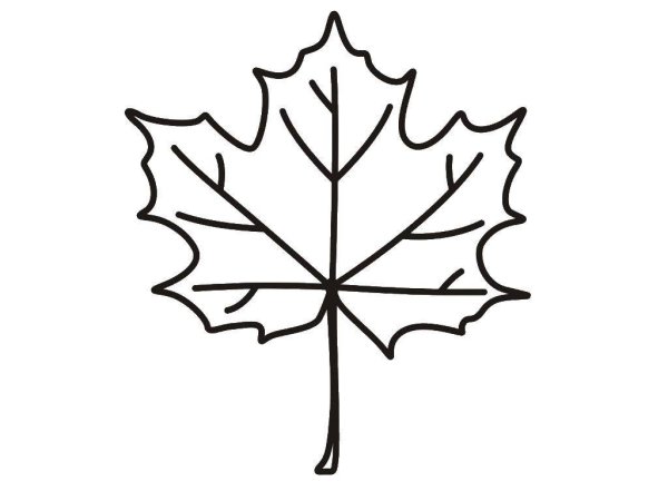 Кленовый лист раскраска для детей
