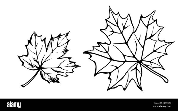Кленовый лист вектор контур