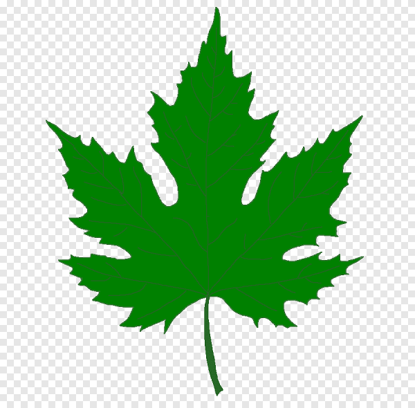Кленовый лист зеленый