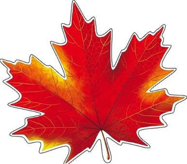 Разноцветные кленовые листья