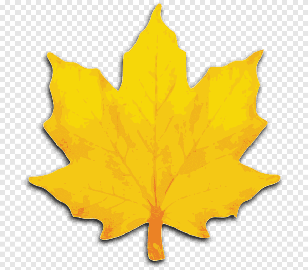 Кленовый лист желтый