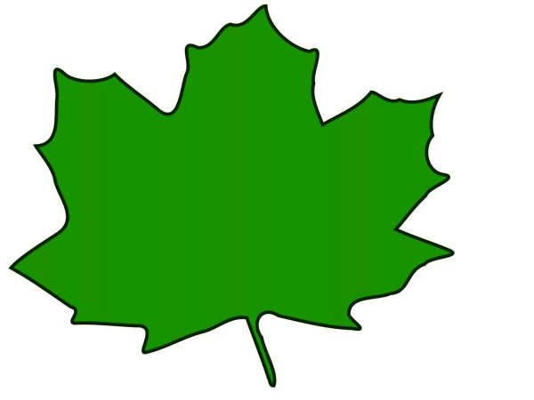 Большой лист дерева