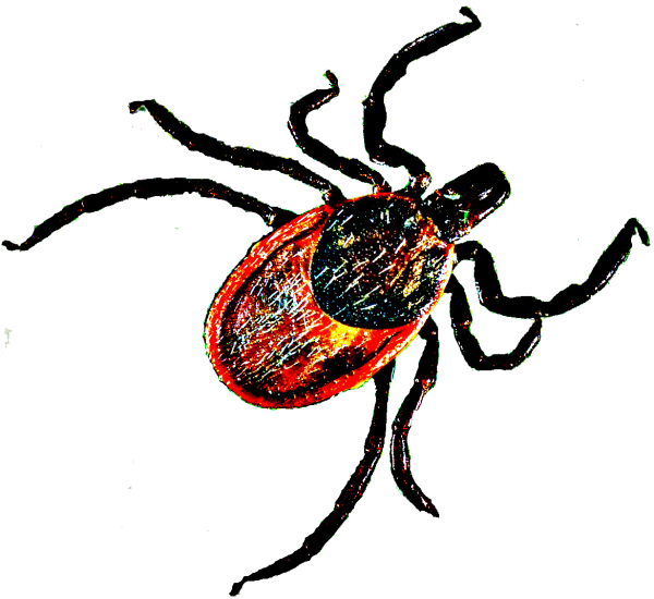 Нарисовать клеща