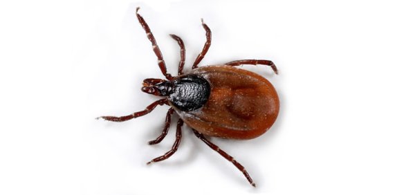 Клещ на белом фоне