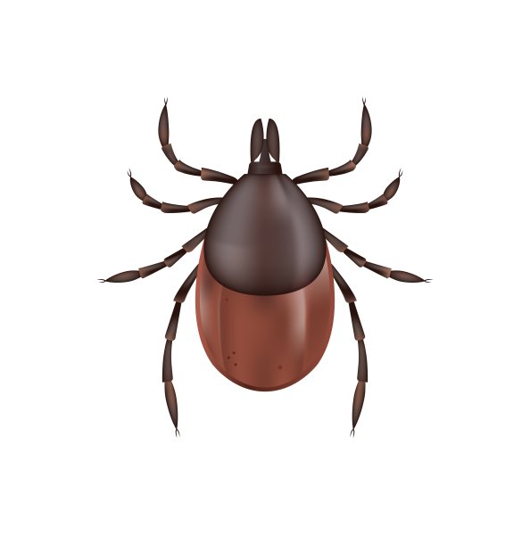 Клещ на белом фоне