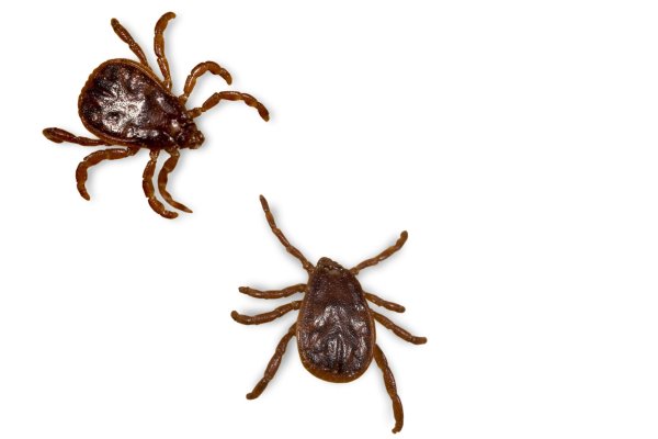 Клещи на прозрачном фоне