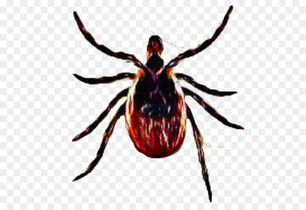 Клещ Арахнид