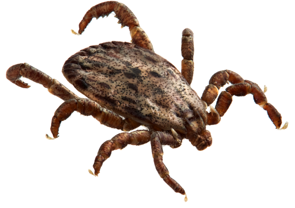 Клещи на прозрачном фоне