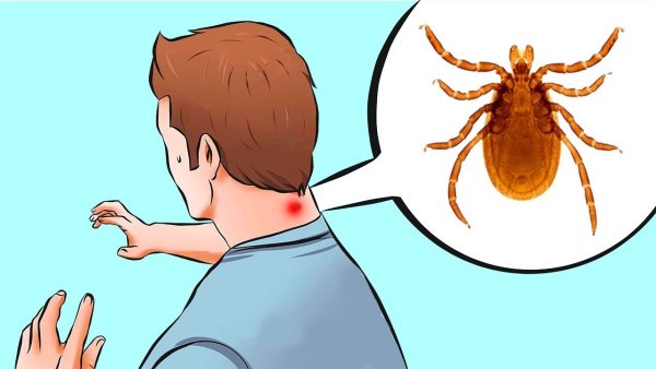 Энцефалитный клещ рисунок