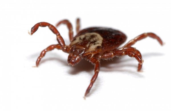 Клещи на прозрачном фоне