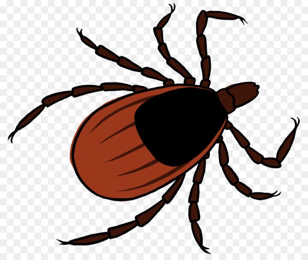 Нарисовать клеща