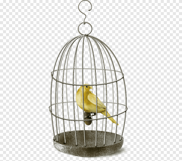 Попугай в клетке без фона