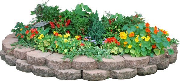 Клумба цветов на прозрачном фоне