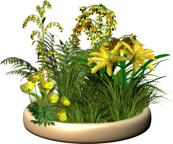 Растения на прозрачном фоне