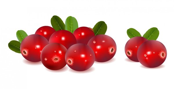 Брусника на белом фоне