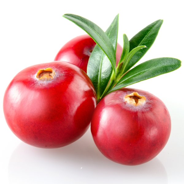 Брусника на белом фоне