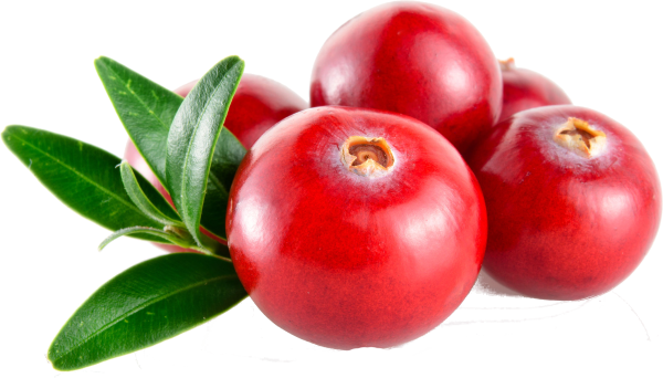 Cowberry брусника