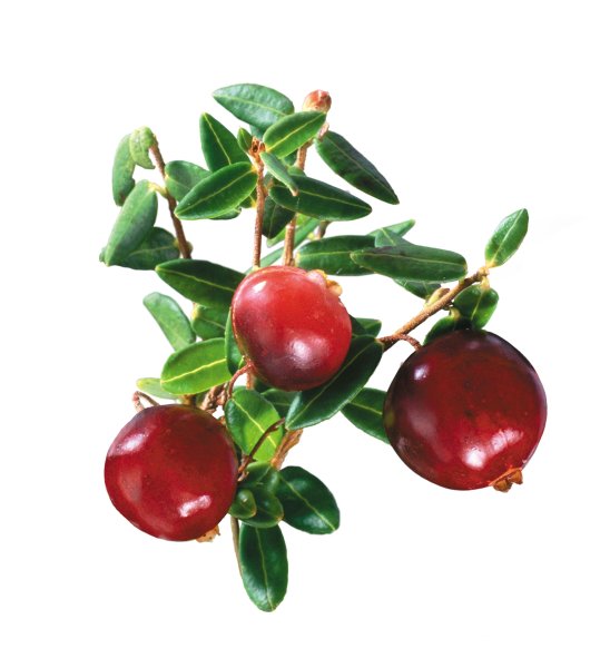 Ветка брусники