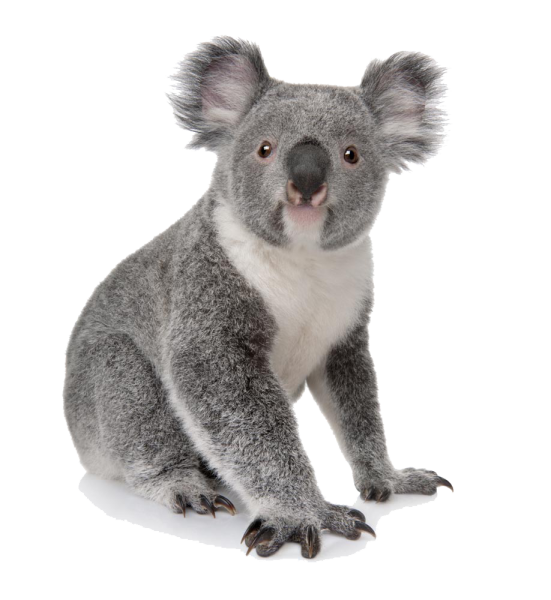 Коала фото