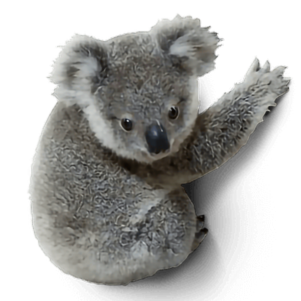 Коала без фона