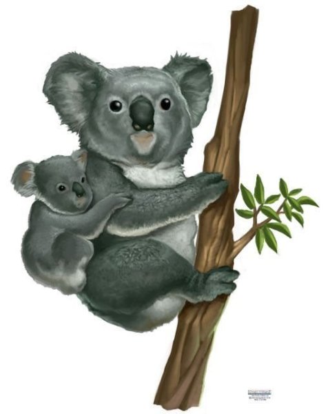 Коала рисунок