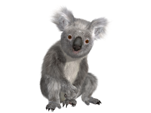 Коала без фона