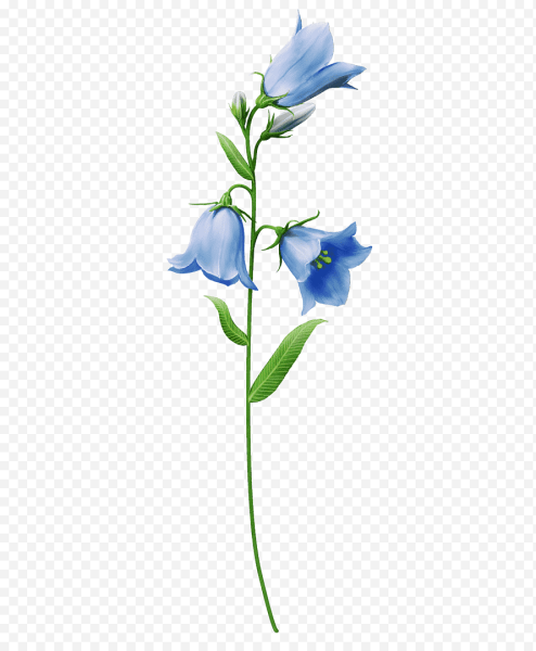 Колокольчик цветок для детей