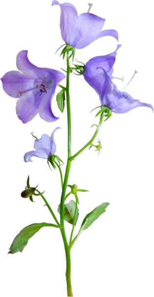 Колокольчик цветок картинка на прозрачном фоне