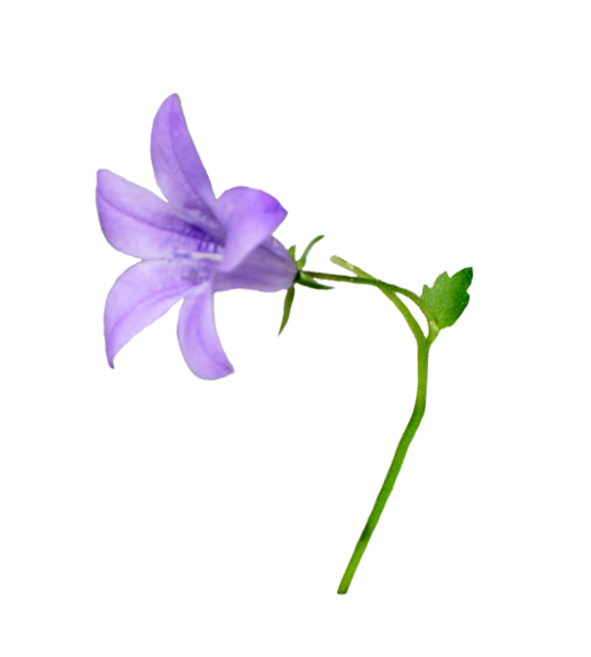 Колокольчик "цветы"