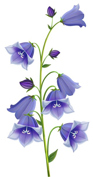Цветок колокольчик со стеблем