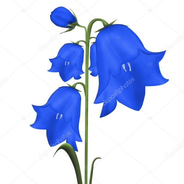 Колокольчик цветок для детей