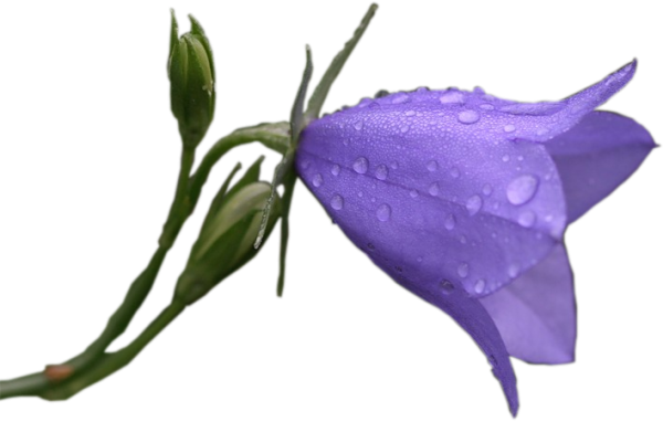 Колокольчик на белом фоне