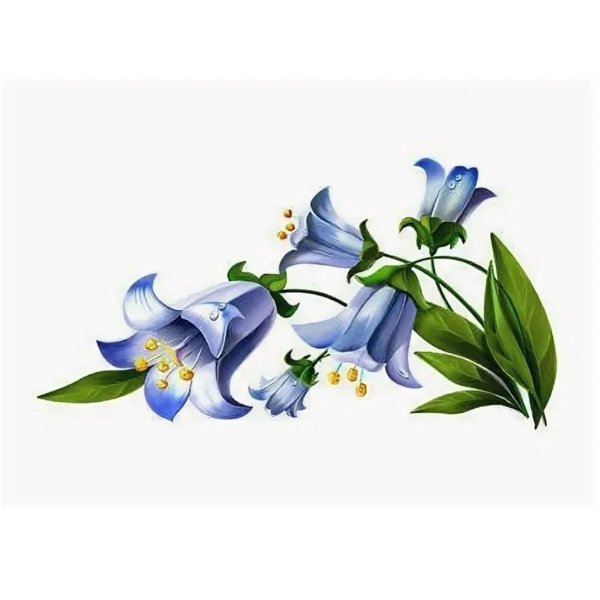 Колокольчик цветок вектор