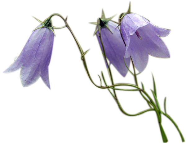 Полевые цветы колокольчики