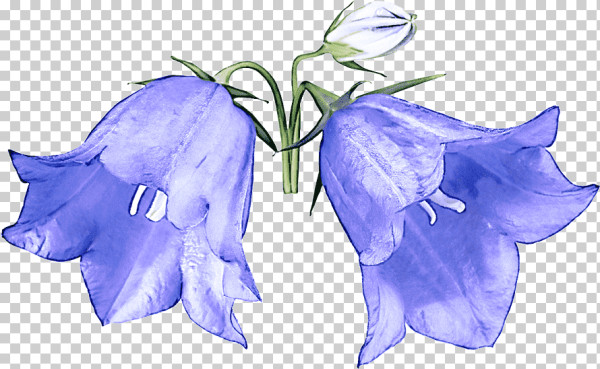 Колокольчик цветок на белом фоне