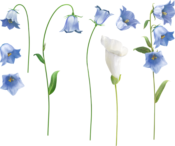 Полевые цветы колокольчики
