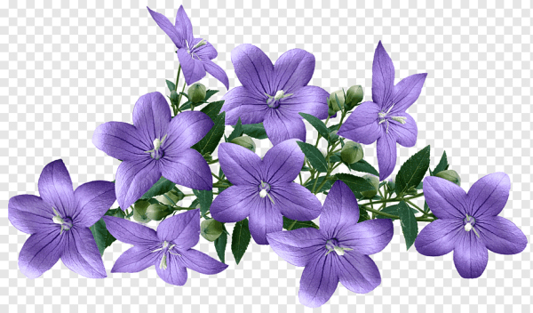 Сиреневые цветы