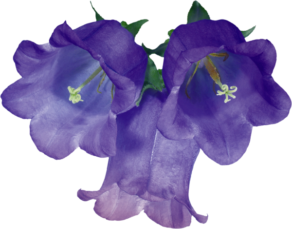 Колокольчик "цветы"