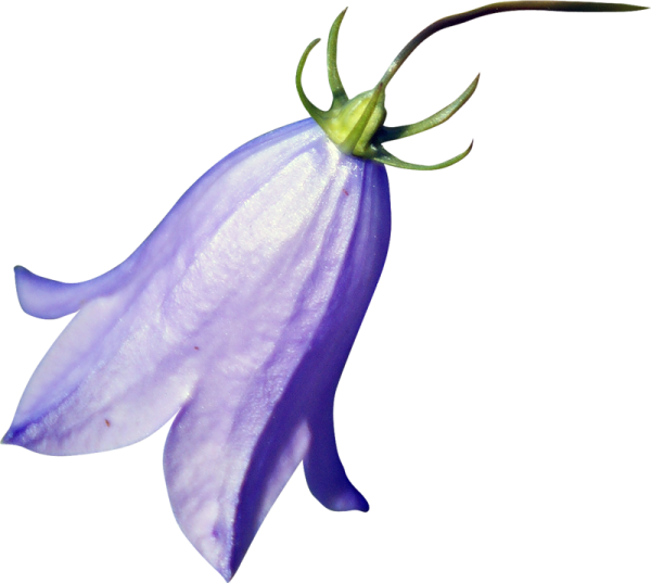Колокольчик цветок на белом фоне