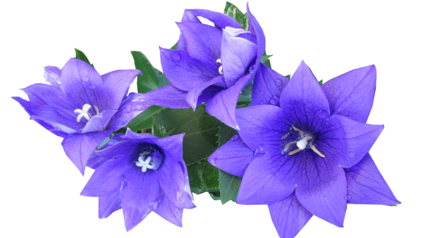 Колокольчик цветок на белом фоне