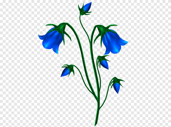 Колокольчик цветок на прозрачном фоне
