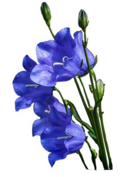 Колокольчик на белом фоне