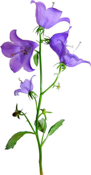 Колокольчик цветок картинка на прозрачном фоне