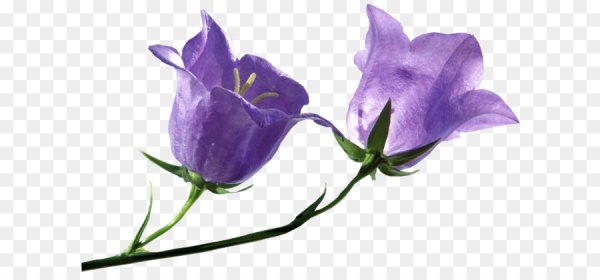 Колокольчик на белом фоне