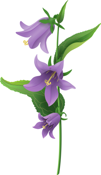 Колокольчик цветок для детей