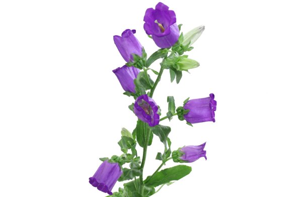 Букет колокольчики Кампанула