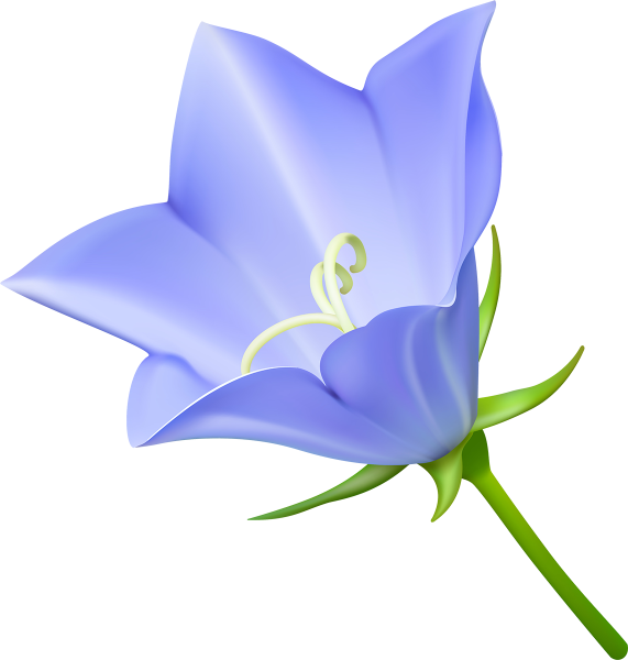 Колокольчик цветок без фона