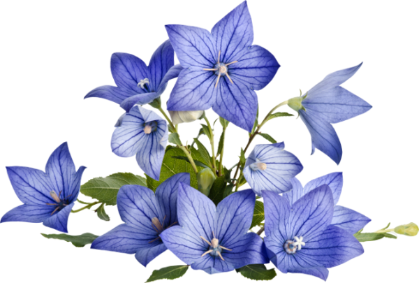 Колокольчик цветок на белом фоне